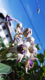 Close-up of flowers against blurred background