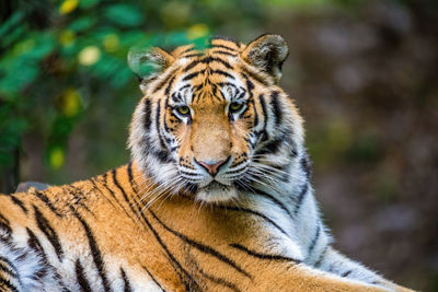 Portrait of tiger in zoo