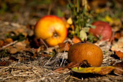 Close-up of pumpkins on field during autumn