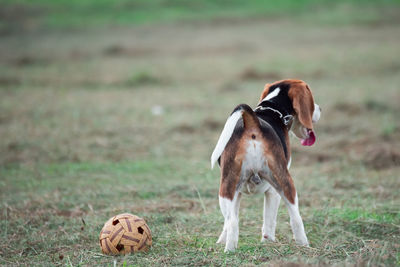 View of a dog on field