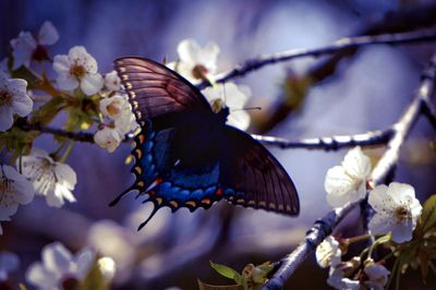 Close-up of butterfly on flowers