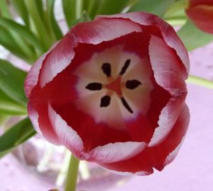 Close-up of flower blooming outdoors