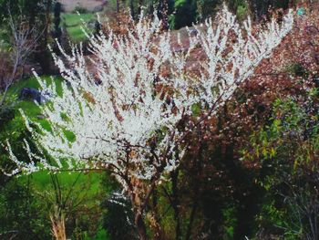 Close-up of plants against trees