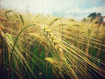 Close-up of wheat field