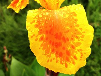 Macro shot of flower