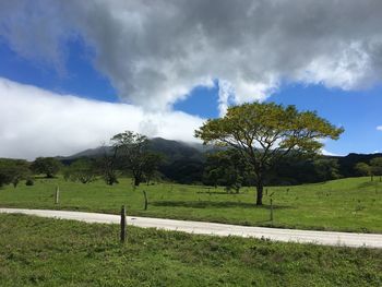 Trees on field against sky