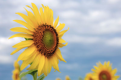 Close-up of sunflower against sky