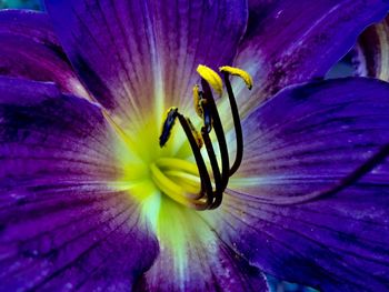 Close-up of purple flowering plant