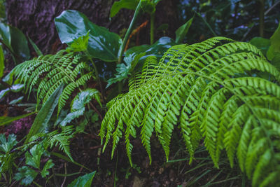 Close-up of fern in forest