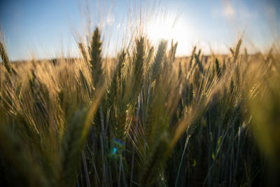 Close-up of wheat growing on field against sky