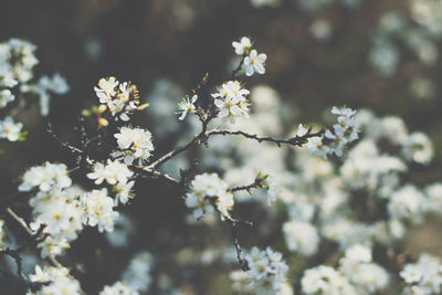 Close-up of cherry blossom on tree