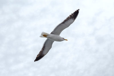 Low angle view of seagull flying