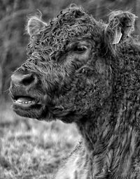 Close-up of galloway in field