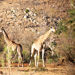 Side view of two horses