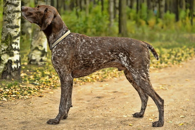 Side view of dog standing on field