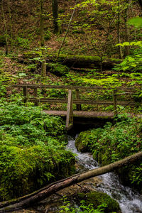 Plants growing by stream in forest