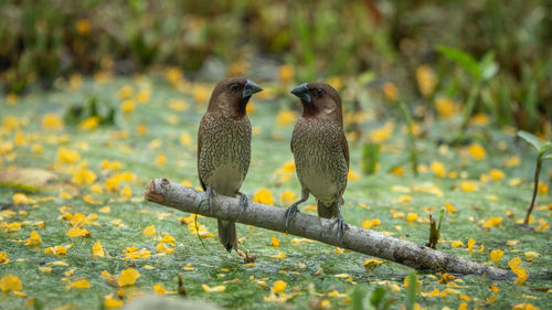 View of birds perching on land