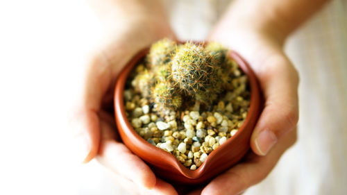 Close-up of hand holding potted cactus plant