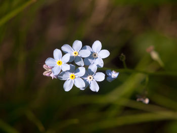 Close-up of white flowering plant