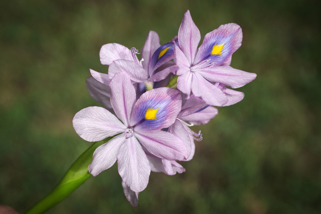 Water Hyacinth bloom