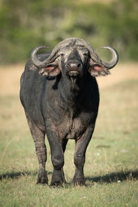 Cape buffalo facing camera on sunlit savannah
