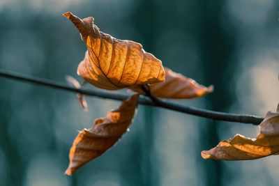 Close-up of dried autumn leaf