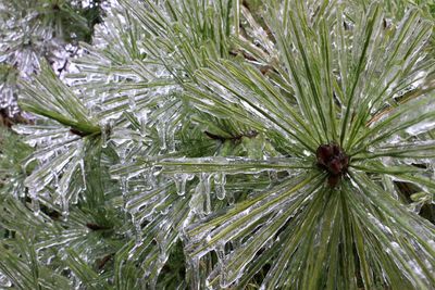 Full frame shot of pine tree