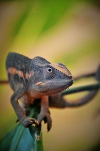 Close-up of lizard