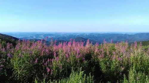 Flowers growing in field against blue sky