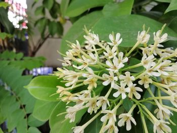 Close-up of white flowering plant