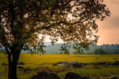 Trees on field against sky