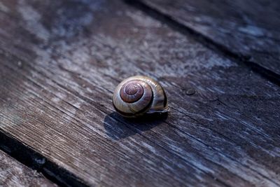 Close-up of snail on wood