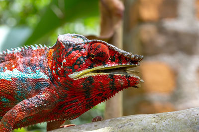 Close-up of a bird on rock