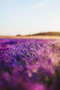 Purple flowering plants on field against sky