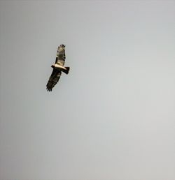 Low angle view of eagle flying against clear sky