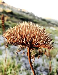 Close up of pine cone