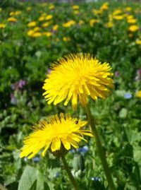 Close-up of yellow flower blooming in field