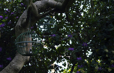 Low angle view of bird cages hanging from tree in yard