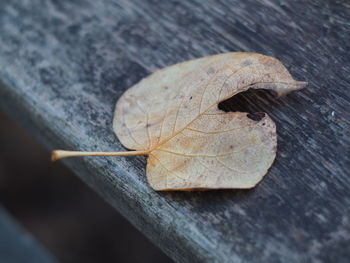 High angle view of dry leaf on wooden table