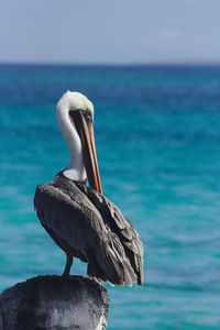 View of pelican on sea against sky
