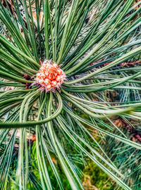 Full frame shot of palm tree