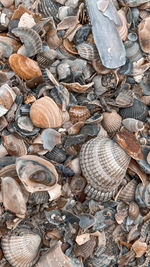 High angle view of shells in sea