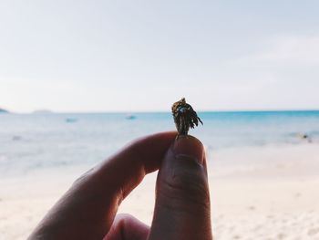 Close-up of hand holding small crab at beach