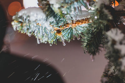 Close-up of christmas tree during winter