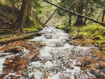 Stream flowing through rocks in forest