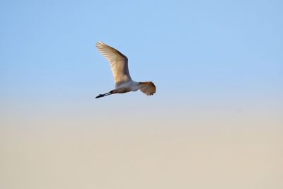 Low angle view of seagull flying in sky