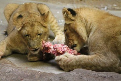 View of young lion eating