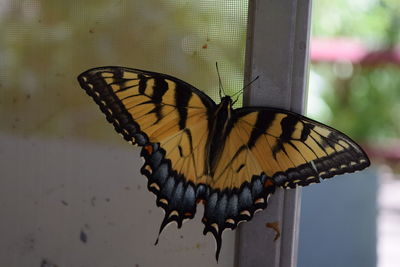 Close-up of butterfly pollinating flower