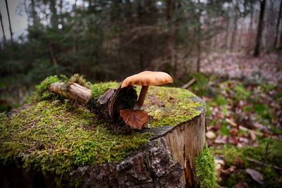 Close-up of mushrooms growing on field in forest