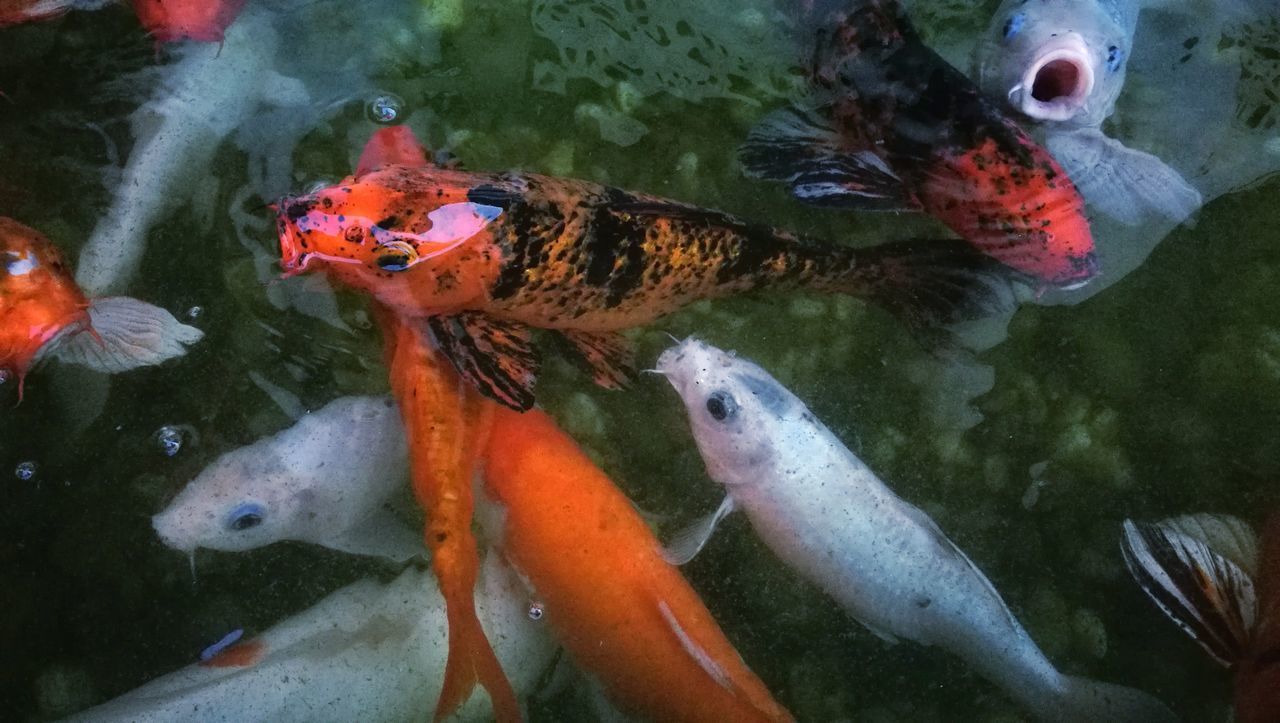 CLOSE-UP OF KOI CARPS SWIMMING IN POND